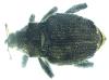 Parethelcus pollinarius